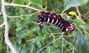 Image result for Millettia eetveldeana