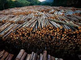 Deforestation In The Amazon Environment Nature Selvas Tropicales Contaminacion Ambiente