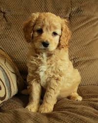 Discover hundreds of ways to save on your favorite products. 24 Best Cockapoo Puppies For Sale Ideas Cockapoo Puppies Puppies Cockapoo Puppies For Sale