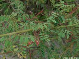 Image result for Indigofera colutea