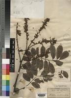 Image result for Millettia drastica