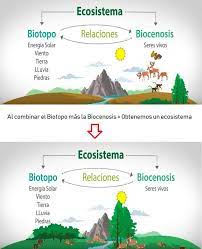 Debemos ser conscientes que atacar los ecosistemas es atacarnos a nosotros mismos al poner en peligro la supervivencia de nuestra propia especie. Concepto Ecosistema Tipos De Ecosistemas Ecosistemas Clase De Biologia