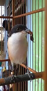 Jika masih trotol kita akan sulit membedakan cendet jatim,jateng, dan jabar memang ada. Jual Burung Cendet Madura Anakan Mxbids Com