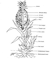 Maybe you would like to learn more about one of these? Http Pertanian Johor Gov My Sites Default Files St18 Mardi 2018 Nizam Nanas Pdf