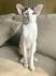 Facts About the Colorful and Unique Oriental Shorthair Cat ...