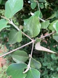 Image result for Androstachys johnsonii