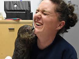 Japanese river otter the japanese otter is one of japan's most endangered animals. How Does Social Media Affect Otters Otterly Adorable Demand For Cute Selfies Puts Animals At Risk The Economic Times