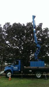 There are around 50 companies throughout san diego to help you with your next tree services job. Atlas Tree Service Atlastrees Twitter