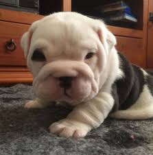 Breeders & owner of sid: Any Excuse To Post A Photo Of Caesar As Western Bulldogs Facebook