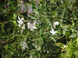 Image result for Jasminum pauciflorum