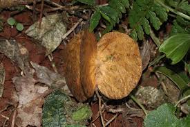 Image result for Balfourodendron