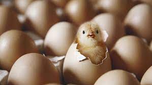 Namun belum banyak yang mengetahui tips. Sebenarnya Telur Atau Ayam Duluan Ini Akhir Debat Para Ahli Di Dunia