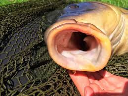 What you describe is a guppy that has bitten off more than it can chew. Do Carp Have Teeth Interesting Fish Facts Strike And Catch