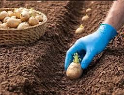 Each potato plant can produce about 8 to 15 marketable tubers