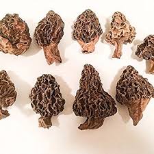 Drying out your morels is one option to store your morels for use up to a year later. Dried Morel Mushrooms Morchella Conica Various Sizes Availble 25 Lb X2f 4 Oz Stuffed Mushrooms Gourmet Spices Dried Mushrooms
