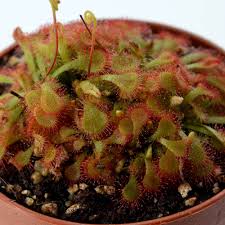 Image result for Drosera natalensis