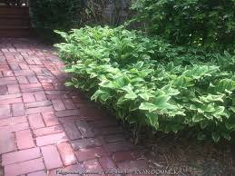 Image result for Ophrypetalum odoratum