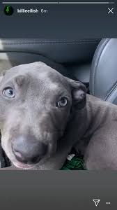 05 16 2020 Billie Billie Eilish Shark