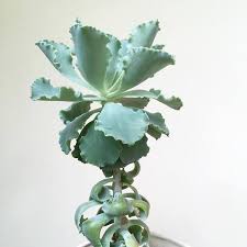 How far to begin with would depend on how much light it is receiving now. Succulent Etiolation And How To Fix It Succulents Box