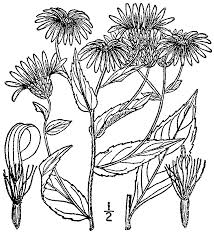 Image result for Ophrestia radicosa