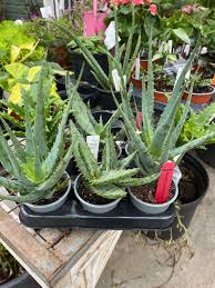 Image result for Aloe carnea