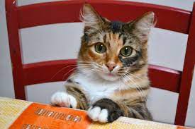 ma minette attend son repas ^^ | Chat, A table
