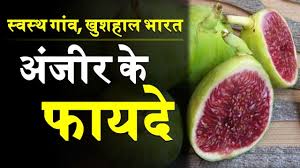 Juda qadimdan madaniylashtirilgan o'simlik hisoblanadi (osiyoda 5 ming. Anjir Ke Fayde à¤… à¤œ à¤° à¤• à¤« à¤¯à¤¦ Best Health Benefits Of Fig Youtube