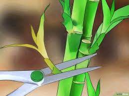 How To Take Care Of Lucky Bamboo 12 Steps With Pictures Lucky Bamboo Lucky Bamboo Plants Lucky Bamboo Care