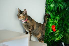 The staff is very friendly and care about what they do. Popoki Tea Cat Cafe Honolulu Hawai I