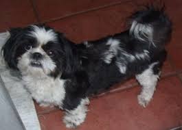 Shih tzu rescue, davie, florida. Akc Female Shih Tzu For Adoption For Sale In Virginia Beach Virginia Classified Americanlisted Com