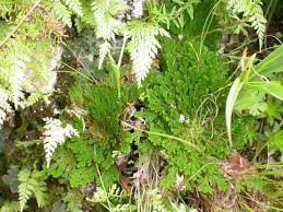 Image result for Selaginella tenerrima