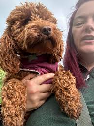 And part 2 🐶 lovely seeing the sun making an appearance ☀️