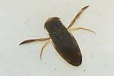 Water Boatmen, Backswimmers – Field Station