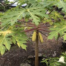 Maybe you would like to learn more about one of these? Buy Anak Pokok Betik Raja Kuning Untuk Dijual Seetracker Malaysia