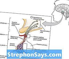 We did not find results for: Perbedaan Antara Kelenjar Hipofisis Anterior Dan Posterior Perbedaan Antara 2021