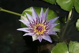 Image result for Nymphaea divaricata