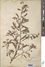 Image result for Indigofera secundiflora