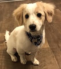 Bubbles mobile pet spa is owned and operated by claudia and her husband matt. Bubbles Dog Grooming Spa 86 Photos 134 Reviews Pet Groomers 19171 Magnolia St Huntington Beach Ca Phone Number