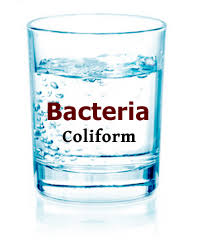 Coliform Bacteria In Drinking Water How To Remove