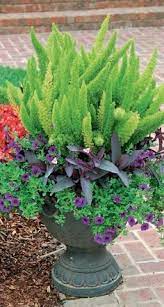 Use the foxtail fern as a groundcover, container plant, sculptural foundation, and border or courtyard plant in tropical settings or around pools and borders. 26 Best Foxtail Fern Ideas In 2021 Container Gardening Garden Containers Container Plants