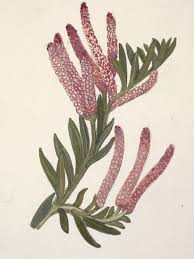 Image result for Podocarpaceae