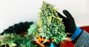 Alles zu beste erntezeit, zügig ernten, erntetipps, blüten essbar, lagerung und fruchtfolge. Wie Man Co2 Nutzt Um Die Ertrage Zu Erhohen Weedseedshop