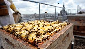 Prédateur généraliste, les coccinelles mangent de tout, les coccinelles asiatiques aussi. 6 Solutions Pour Transformer Son Balcon En Refuge Pour La Biodiversite Living Circular