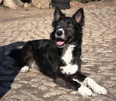 Black And White Collie Mix Siberian Husky Border Collie Mix Google Search Border Collie Husky Mix Siberian Husky Siberian Husky Mix