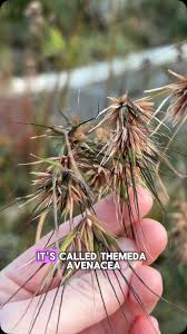 Image result for Themeda triandra