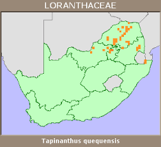 Image result for Tapinanthus quequensis