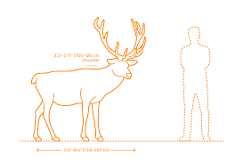 Mouse pad glide test comparison chart. Red Deer Dimensions Drawings Dimensions Com