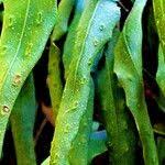 Image result for Pleopeltis macrocarpa