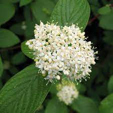 Plant a mass of cardinal red twig dogwood in a generous sized area with full sun for the best effect. Red Twig Dogwood Flower Cluster Native Plant Guide