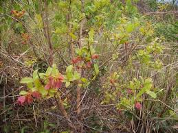 Image result for Zanha golungensis